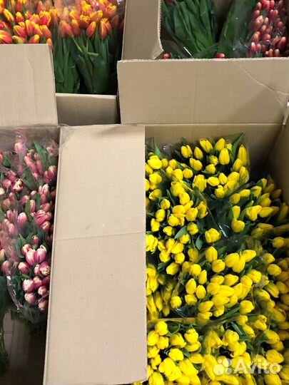 Мелкий опт тюльпанов на 8 марта