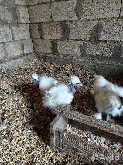 Китайские голошейные цыплята