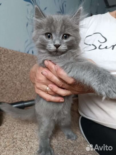 Котик Пушок в добрые руки