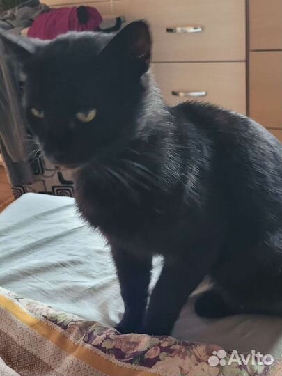 Кот с доставкой