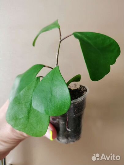 Фикус триангулярис Грин Дрим (Кокетка)