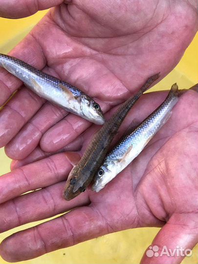 Живец карась 15 р, пескарь 20р