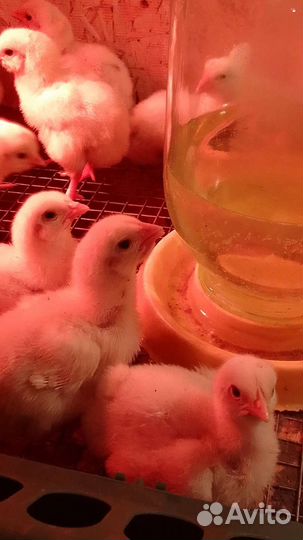 Бройлеры подрасковые