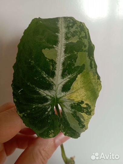 Сингониум яичница