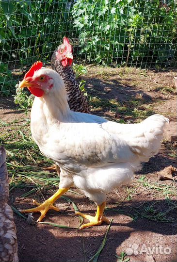 Молодые петушки