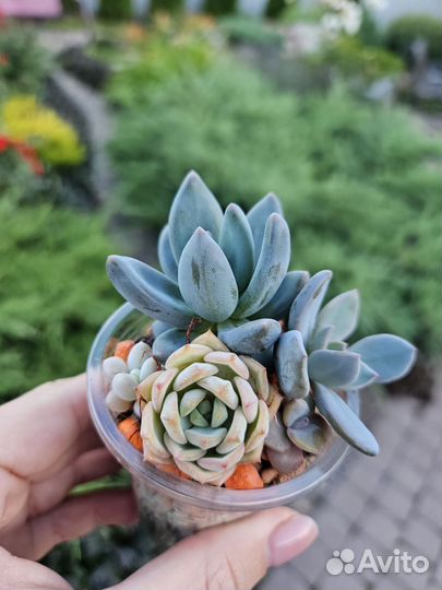 Растения, суккуленты