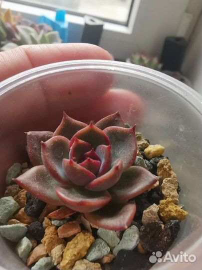 Echeveria Black roy