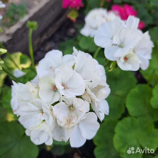 Пеларгония герань