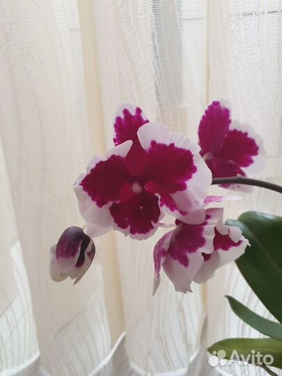 Орхидея Phal. Fusheng Black Peacock