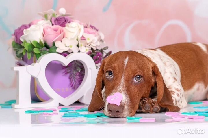 Стандартная такса окрас пайболд