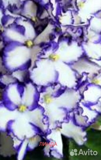 Сортовые фиалки