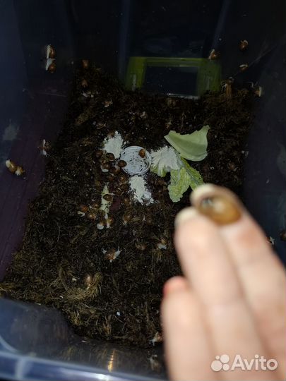 Улитки ахатина тигр Альбино