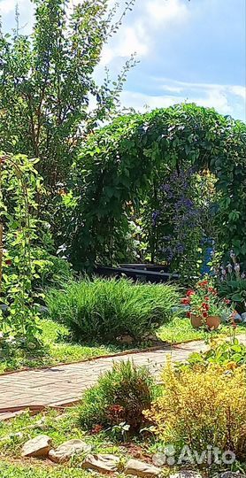 Многолетние неприхотливые растения для сада