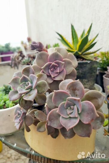 Суккуленты, эхеверии