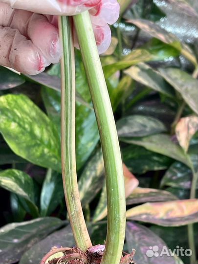 Филодендрон карамель марбл вар