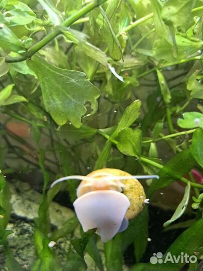 Улитки аквариумные