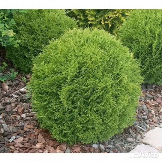 Саженцы хвойных