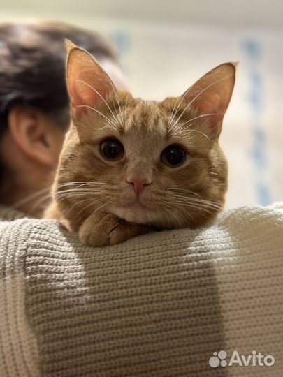 Добрый котик