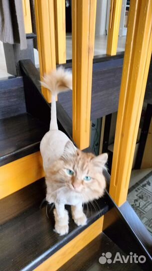 Рыжий пушистый кот