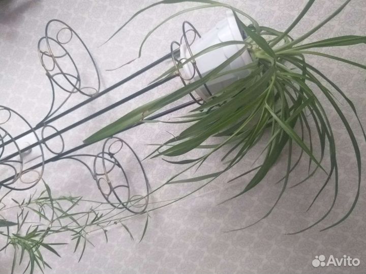 Хлорофитум