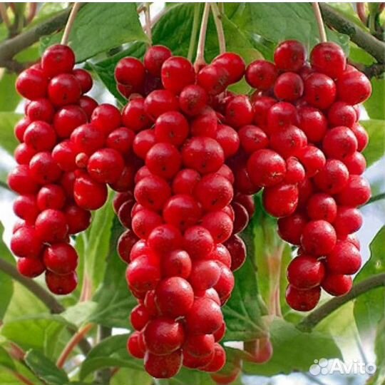 Китайский лимонник, саженцы 3-4-х летки