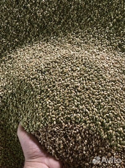 Корма для животных. Зерно. Пшеница. Комбикорм