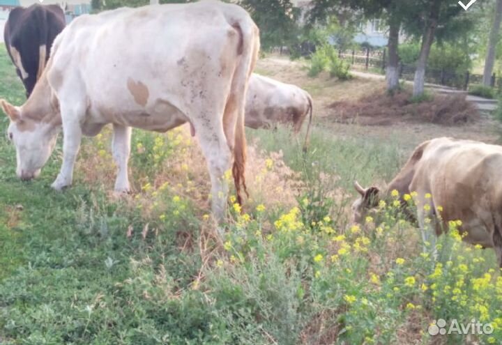 Продаю коров