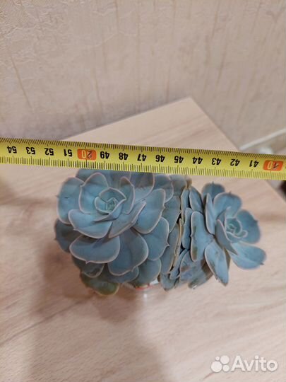 Суккуленты