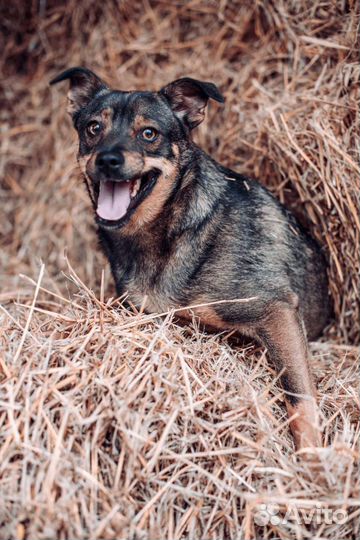 Шерстяная Джаконда в добрые руки