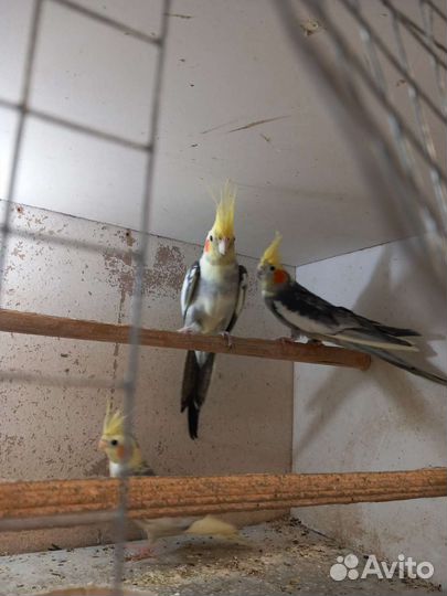 Попугай корелла