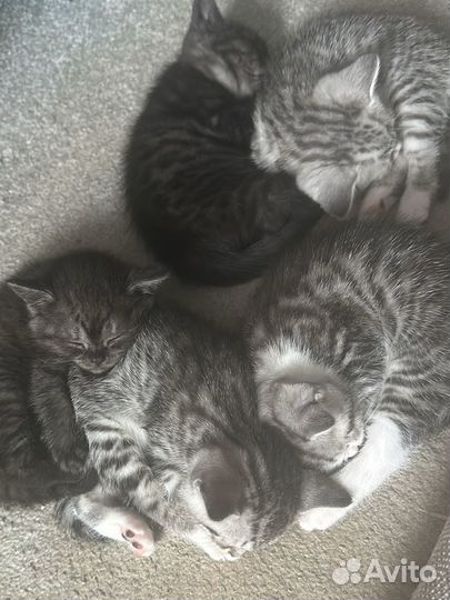 Шотландские прямоухие котята