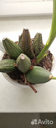 Орхидея ликаста