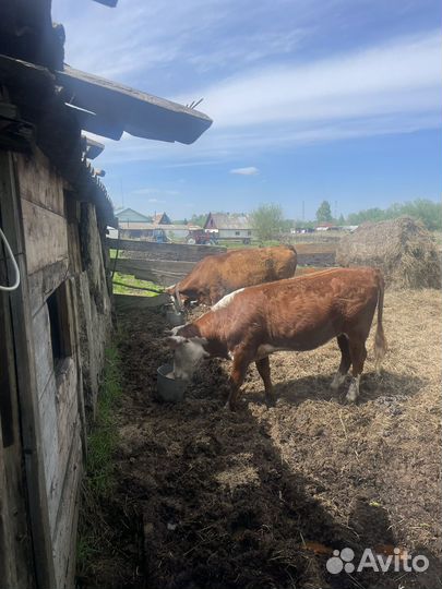 Корова стельная