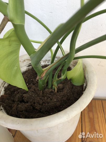 Монстера растение