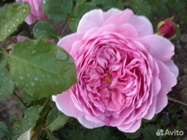 Садовые цветы