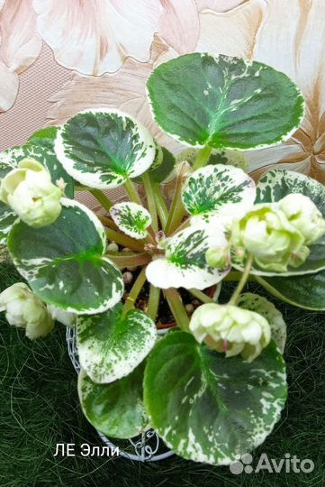 Детки сортовых фиалок