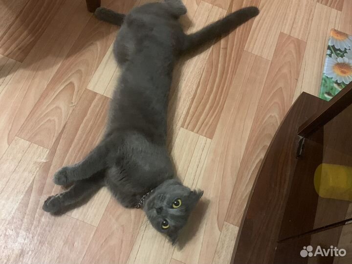 Отдам кошечку ласковую