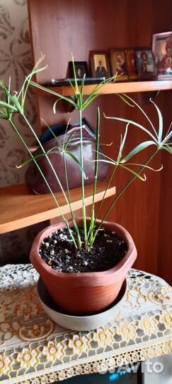 Продам цветы комнатные