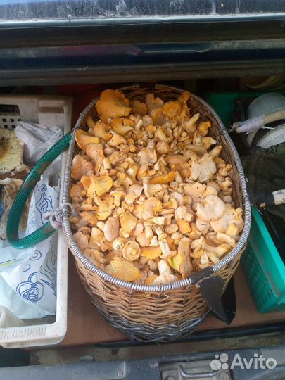 Грибы (лисичка, белые)