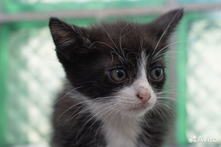 Отдаются котята в добрые руки