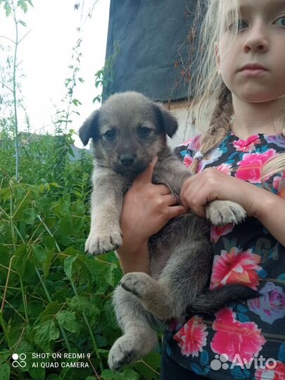 Собака в добрые руки щенок