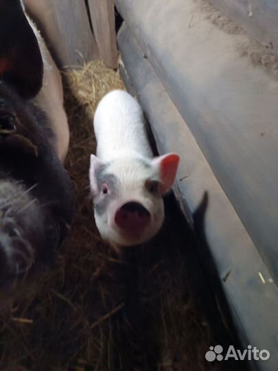 Вьетнамские поросята