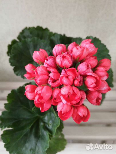 Пеларгония герань сортовая