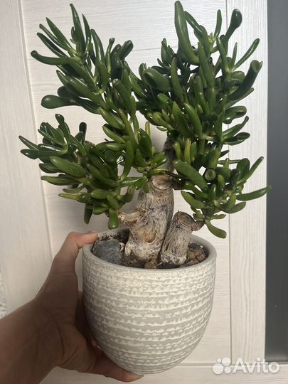 Крассула (толстянка, денежное дерево)