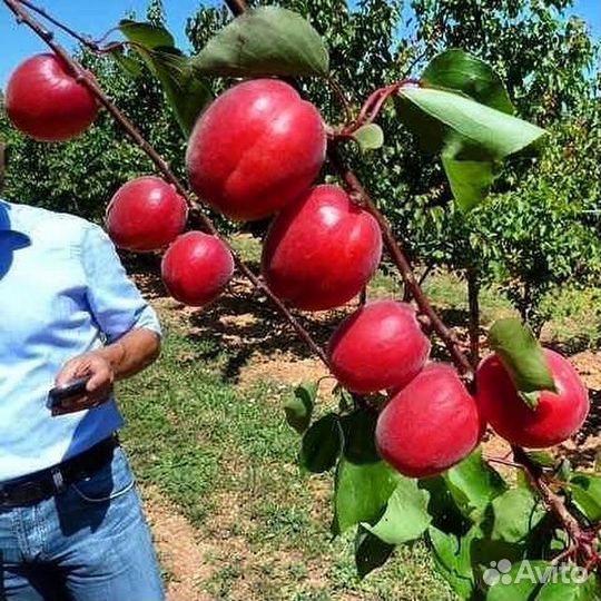 Абрикос Биг Ред