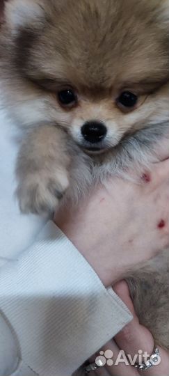 Пумеранский шпиц мини щенок