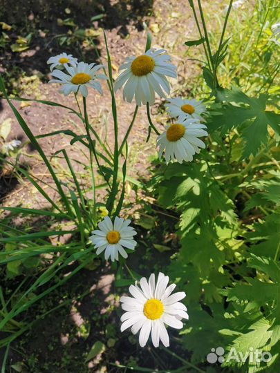 Рамашка, лилейник и другие