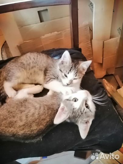 Котята маленькие