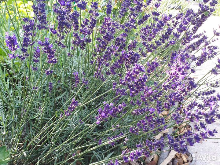 Растения для сада