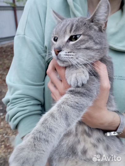 Стерильные кошки